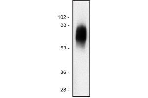 Western blot of human Jurkat T cell line (SIT1 anticorps  (PE))
