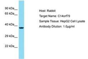 Image no. 1 for anti-Chromosome 14 Open Reading Frame 79 (C14ORF79) (AA 69-118) antibody (ABIN6750750) (C14ORF79 anticorps  (AA 69-118))