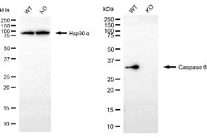 Western blotting analysis using caspase 6 antibody (ABIN7797902). (Recombinant Caspase 6 anticorps)