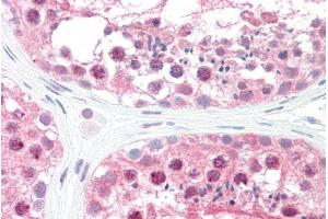 ABIN184996 (5µg/ml) staining of paraffin embedded Human Testis.