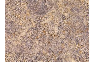 ALDH3B2 Mouse Monoclonal Antibody at 1/100 staining mouse spleen tissue by IHC-P. (ALDH3B2 anticorps  (C-Term))