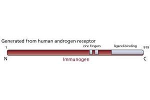 Image no. 1 for anti-Androgen Receptor (AR) antibody (ABIN967444)