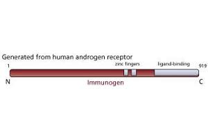 Image no. 1 for anti-Androgen Receptor (AR) antibody (ABIN967444)