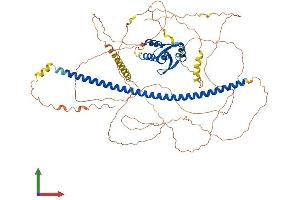 AlphaFold protein structure predicition of Mouse Recombinant Dach1 Protein, UniprotID Q9QYB2
