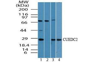 Image no. 1 for anti-CUE Domain Containing 2 (CUEDC2) (AA 250-300) antibody (ABIN960120)
