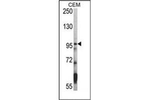 Image no. 1 for anti-Histone Deacetylase 7 (HDAC7) (C-Term) antibody (ABIN356651) (HDAC7 anticorps  (C-Term))