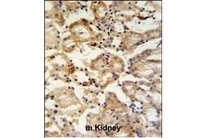 RHBG Antibody (C-term) (ABIN653937 and ABIN2843168) IHC analysis in formalin fixed and paraffin embedded mouse kidney tissue followed by peroxidase conjugation of the secondary antibody and DAB staining. (RHBG anticorps  (C-Term))