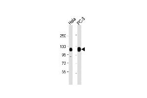 All lanes : Anti-TRIM28 Antibody (N-term) at 1:1000 dilution Lane 1: Hela whole cell lysate Lane 2: PC-3 whole cell lysate Lysates/proteins at 20 μg per lane. (KAP1 anticorps  (N-Term))