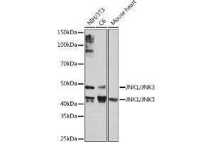 Western blot analysis of extracts of various cell lines, using JNK1/JNK3 Rabbit mAb (ABIN1678909, ABIN7101754, ABIN7101755 and ABIN7101756) at 1:1000 dilution. (JNK anticorps)