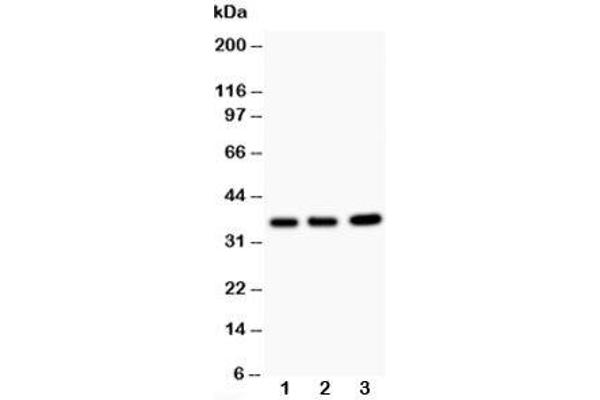 TNFAIP1 anticorps  (N-Term)