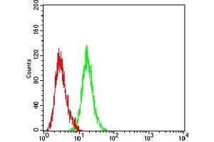 Flow cytometric analysis of HL-60 cells using CD5 mouse mAb (green) and negative control (red). (CD5 anticorps  (AA 25-372))