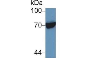 Detection of HSPA1L in Human Raji cell lysate using Polyclonal Antibody to Heat Shock 70 kDa Protein 1 Like Protein (HSPA1L)