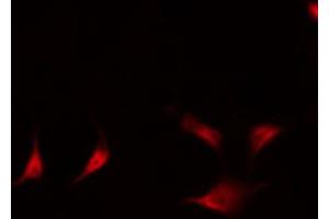 ABIN6267583 staining RAW264.