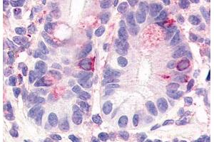 Anti-HNF4G antibody  ABIN1048955 IHC staining of human small intestine.
