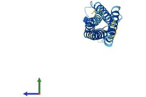 AlphaFold protein structure predicition of Human Recombinant CLDND2 Protein, UniprotID Q8NHS1 (CLDND2 Protein (AA 1-167) (His tag))