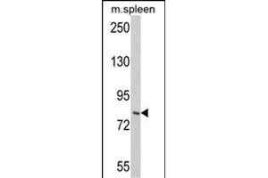 Western blot analysis of hIMOS-1- (ABIN388936 and ABIN2839204) in mouse spleen tissue lysates (35 μg/lane). (HGS anticorps  (N-Term))