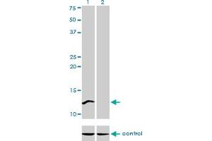 Western blot analysis of CSTF3 over-expressed 293 cell line, cotransfected with CSTF3 Validated Chimera RNAi (Lane 2) or non-transfected control (Lane 1).