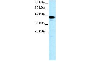 WB Suggested Anti-NFYA Antibody Titration: 0. (NFYA anticorps  (C-Term))