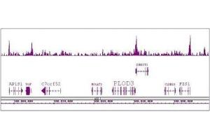Boris / CTCFL antibody (pAb) tested by ChIP-Seq. (CTCFL anticorps  (N-Term))