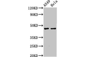 Western Blot Positive WB detected in: A549 whole cell lysate, Hela whole cell lysate All lanes: NMBR antibody at 4. (NMBR anticorps  (AA 1-41))