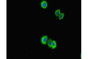 Immunofluorescent analysis of HepG2 cells using ABIN7158094 at dilution of 1:100 and Alexa Fluor 488-congugated AffiniPure Goat Anti-Rabbit IgG(H+L) (PPIL5 anticorps  (AA 18-159))