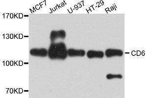 Western blot analysis of extract of various cells, using CD6 antibody. (CD6 anticorps)