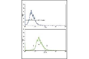Flow cytometric analysis of HepG2 cells using CD82 (ST6) Antibody (C-term)(bottom histogram) compared to a negative control cell (top histogram).