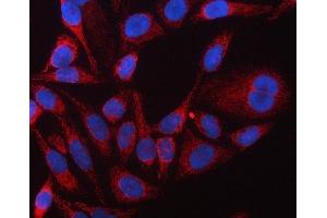 IF analysis of TUFM using anti-TUFM antibody (ABIN7602475).