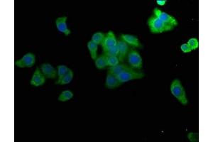 Immunofluorescence staining of HepG2 cells with ABIN7160070 at 1:50, counter-stained with DAPI.