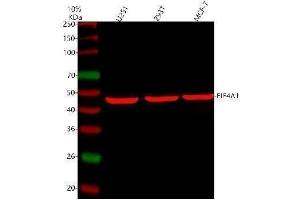 Western blot analysis of EIF4A1 using anti-EIF4A1 antibody (ABIN7603125).
