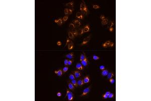 Immunofluorescence analysis of MCF7 cells using [KO Validated]  Rabbit mAb (ABIN7265466) at dilution of 1:25 (40x lens). (Adenylate Kinase 2 anticorps)