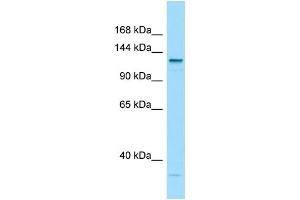 WB Suggested Anti-LAMC3 Antibody Titration: 1.