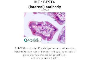 Image no. 2 for anti-Bestrophin 4 (BEST4) (Internal Region) antibody (ABIN1732306) (Bestrophin 4 anticorps  (Internal Region))