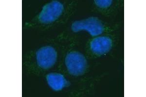 IF analysis of ERP29 using anti-ERP29 antibody (ABIN7601342).