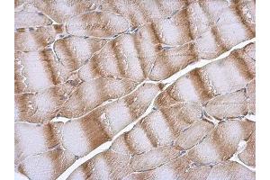 IHC-P Image NDUFB6 antibody detects NDUFB6 protein at cytoplasm in rat muscle by immunohistochemical analysis.