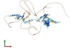 AlphaFold protein structure predicition of Human Recombinant DGCR8 Protein, UniprotID Q8WYQ5