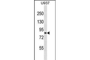 ZN Antibody (N-term) (ABIN1539005 and ABIN2849354) western blot analysis in  cell line lysates (35 μg/lane). (ZNF225 anticorps  (N-Term))