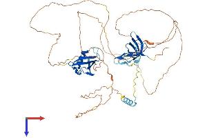 AlphaFold protein structure predicition of Mouse Recombinant Coil Protein, UniprotID Q5SU73