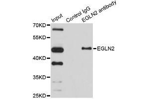 Immunoprecipitation analysis of 150ug extracts of HeLa cells using 3ug EGLN2 antibody. (PHD1 anticorps)