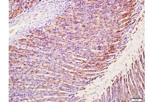 Paraformaldehyde-fixed, paraffin embedded rat stomach tissue Antigen retrieval by boiling in sodium citrate buffer(pH6) for 15min Block endogenous peroxidase by 3% hydrogen peroxide for 30 minutes Blocking buffer (normal goat serum) at 37°C for 20min Antibody incubation with Rabbit Anti-MUC5AC Polyclonal Antibody, Unconjugated  at 1:400 overnight at 4°C, followed by a conjugated secondary and DAB staining