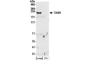 anti-T-Cell Lymphoma Invasion and Metastasis 1 (TIAM1) (C-Term) antibody