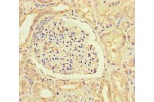 Immunohistochemistry of paraffin-embedded human kidney tissue using ABIN7156025 at dilution of 1:100