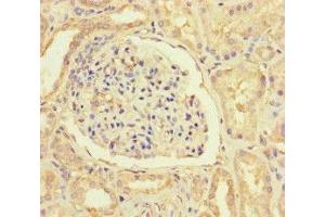 Immunohistochemistry of paraffin-embedded human kidney tissue using ABIN7156025 at dilution of 1:100 (HIF1AN anticorps  (AA 2-254))