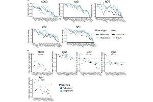 Antigen-specific IgG2, IgA1, and ADCD partitioning between compartments differs significantly across disease phenotypes.