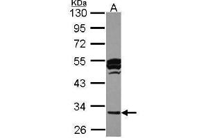 WB Image Sample (30 ug of whole cell lysate) A: HCT116 10% SDS PAGE antibody diluted at 1:1000 (CTSO anticorps)