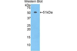 Western Blotting (WB) image for anti-Transcription Factor A, Mitochondrial (TFAM) (AA 43-243) antibody (ABIN3203098) (TFAM anticorps  (AA 43-243))