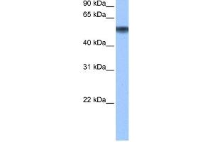 WB Suggested Anti-METAP2 Antibody Titration: 0. (METAP2 anticorps  (N-Term))