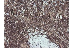 Image no. 4 for anti-Fetal and Adult Testis Expressed 1 (FATE1) antibody (ABIN1498222)