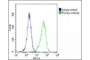 Overlay histogram showing Hela cells stained with (ABIN390106 and ABIN2840618)(green line).