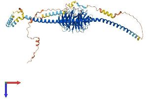 AlphaFold protein structure predicition of Human Recombinant SPAG16 Protein, UniprotID Q8N0X2